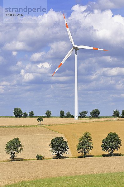 Windkraftwerk in landwirtschaftlichen Nutzflächen zwischen Feldern  Nordrhein-Westfalen  Deutschland  Europa