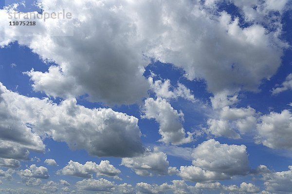 Haufenwolken oder Quellwolken (Cumulus)  Nordrhein-Westfalen  Deutschland  Europa