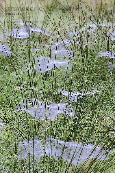 Spinnennetze mit Morgentau zwischen Knäuel-Binsen (Juncus conglomeratus)  Nordrhein-Westfalen  Deutschland  Europa