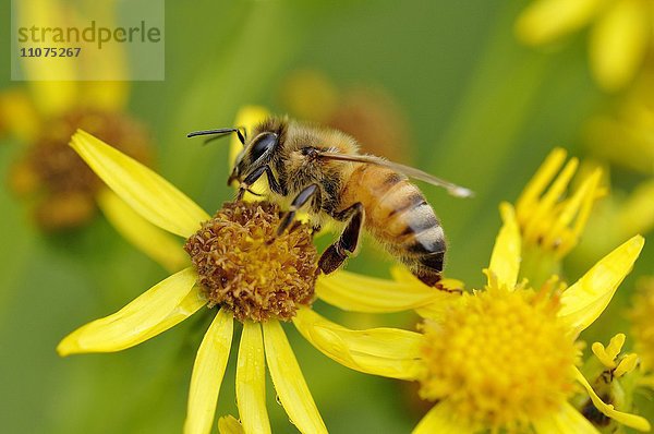Biene (Apis) sitzt auf Blüte vom Jakobs-Greiskraut (Senecio jacobaea)  Nordrhein-Westfalen  Deutschland  Europa