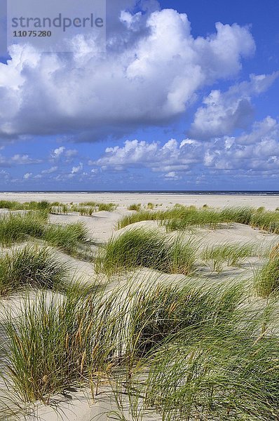 Vordünenlandschaft  Küstendünen der Nordseeinsel Juist  Strand mit Strandhafer (Ammophila arenaria)  Ostfriesische Inseln  Niedersachsen  Deutschland  Europa