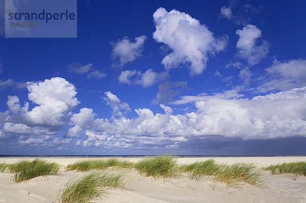 Vordünenlandschaft  Küstendünen der Nordseeinsel Juist  Strand mit Strandhafer (Ammophila arenaria)  Ostfriesische Inseln  Niedersachsen  Deutschland  Europa