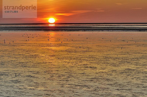 Sonnenuntergang  Wattenmeer mit Wasservögeln  Nordsee  Niedersachsen  Deutschland  Europa