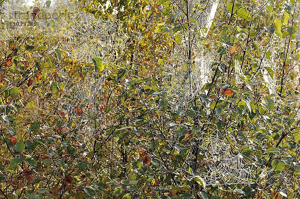 Spinnennetze hängen im Herbst in den Zweigen von Birken (Betula sp.)  Niedersachsen  Deutschland  Europa
