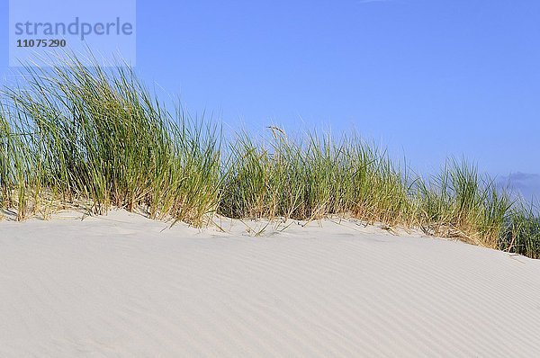 Hohe Düne mit Strandhafer (Ammophila arenaria)  Norderney  Ostfriesische Inseln  Niedersachsen  Deutschland  Europa