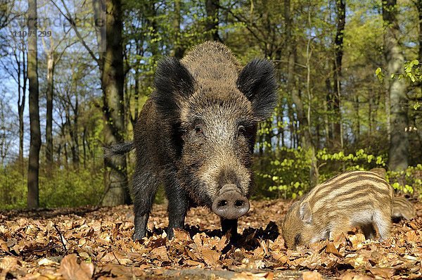 Wildschwein (Sus scrofa)  Bache mit Frischling im Frühjahrswald  captive  Nordrhein-Westfalen  Deutschland  Europa