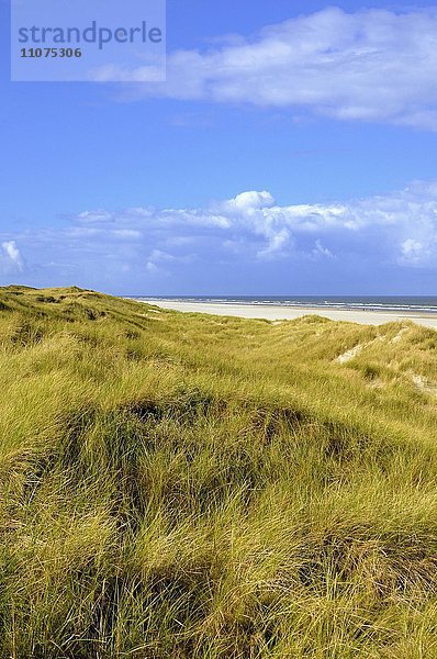 Strand mit hohen bewachsenen Dünen  Juist  Ostfriesische Inseln  Niedersachsen  Deutschland  Europa