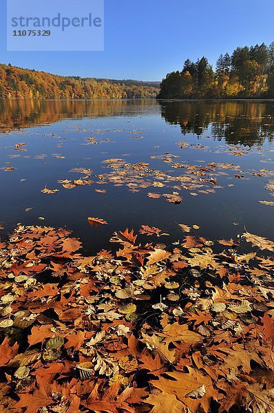 Herbstlaub treibt auf dem Möhnesee  Möhnetalsperre  Nordrhein-Westfalen  Deutschland  Europa