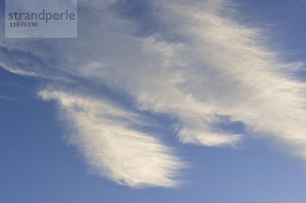 Federwolken oder Cirruswolken am blauen Himmel  Niedersachsen  Deutschland  Europa