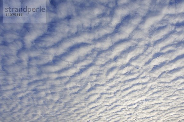 Himmel mit streifenartiger Wolkenformation (Stratocumulus undulatus)  Niedersachsen  Deutschland  Europa