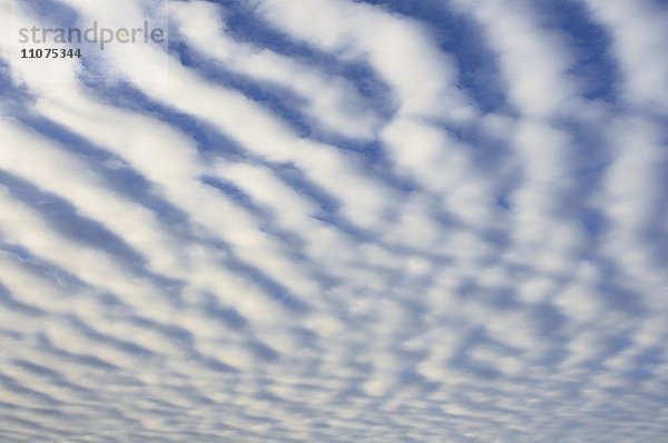 Himmel mit streifenartiger Wolkenformation (Stratocumulus undulatus)  Niedersachsen  Deutschland  Europa