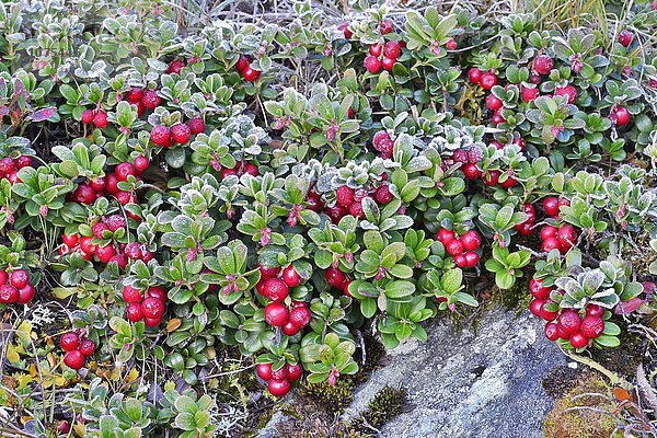 Preiselbeere (Vaccinium vitis-idaea) mit Raureif  Kaiser-Franz-Josefs-Höhe  Nationalpark Hohe Tauern  Kärnten  Österreich  Europa