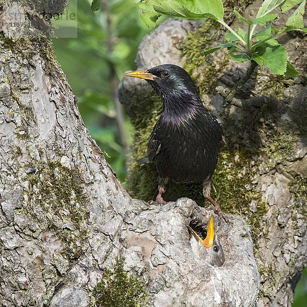 Star (Sturnus vulgaris)  Jungvogel schaut aus der Baumhöhle  Altvogel sitzt über der Bruthöhle  Baden-Württemberg  Deutschland  Europa