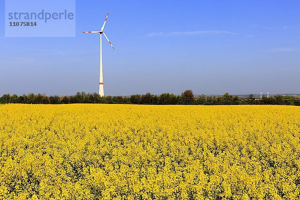 Rapsfeld mit Windrad  Windkraft  bei Wörrstadt  Rheinland-Pfalz  Deutschland  Europa