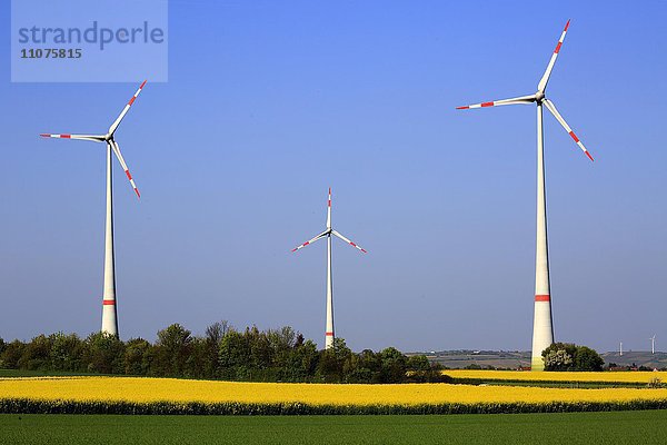 Rapsfeld mit Windrädern  Windkraft  bei Wörrstadt  Rheinland-Pfalz  Deutschland  Europa