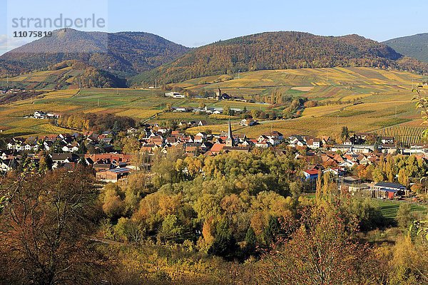 Weinberge im Herbst bei Siebeldingen  Südliche Weinstraße  Pfälzer Wald  Rheinland-Pfalz  Deutschland  Europa