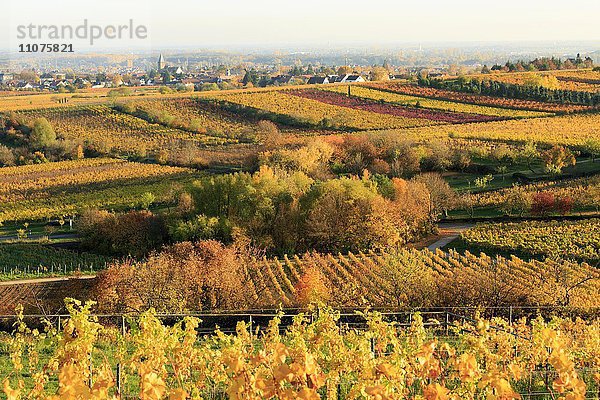 Weinberge im Herbst bei Gimmeldingen  Südliche Weinstraße  Pfälzer Wald  Rheinland-Pfalz  Deutschland  Europa