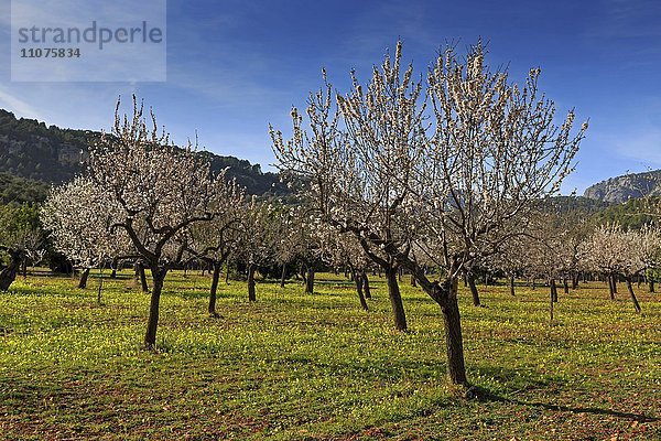 Blühende Mandelbäume auf eine Plantage  bei Alaro  Mallorca  Balearen  Spanien  Europa