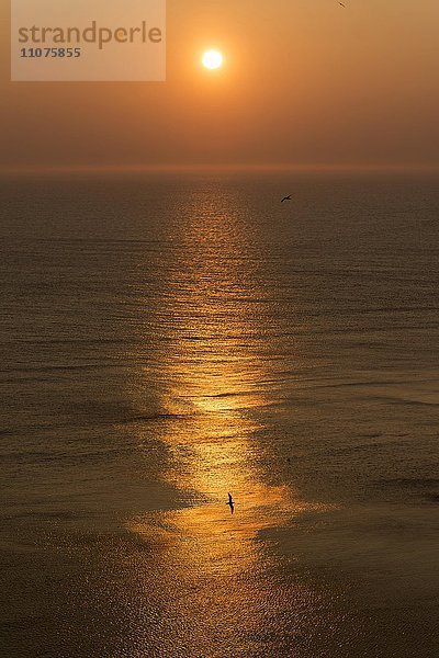 Basstölpel  (Sula bassana) fliegen bei Sonnenuntergang über dem Meer  Schleswig-Holstein  Helgoland  Deutschland  Europa