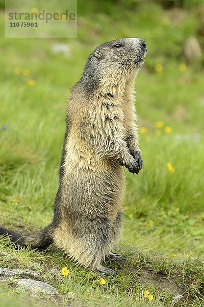 Alpenmurmeltier  Murmeltier (Marmota marmota)  steht in Wiese  Nationalpark Hohe Tauern  Österreich  Europa