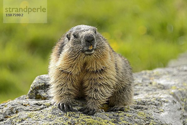 Alpenmurmeltier  Murmeltier (Marmota marmota)  auf Felsen  Nationalpark Hohe Tauern  Österreich  Europa
