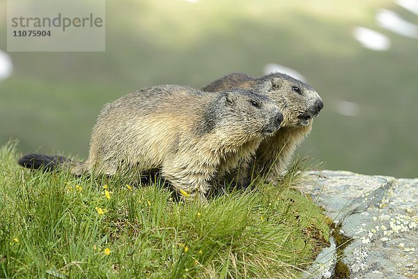 Zwei Alpenmurmeltiere  Murmeltier (Marmota marmota)  Nationalpark Hohe Tauern  Österreich  Europa