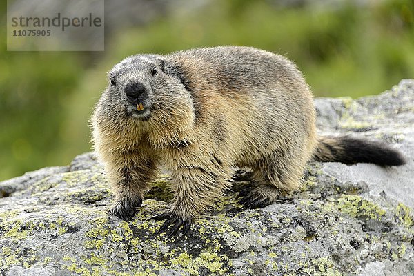 Alpenmurmeltier  Murmeltier (Marmota marmota)  auf Felsen  Nationalpark Hohe Tauern  Österreich  Europa