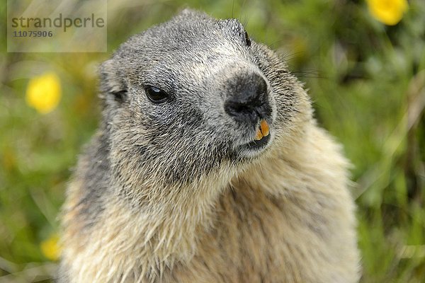 Alpenmurmeltiere  Murmeltier (Marmota marmota)  Portrait  Nationalpark Hohe Tauern  Österreich  Europa