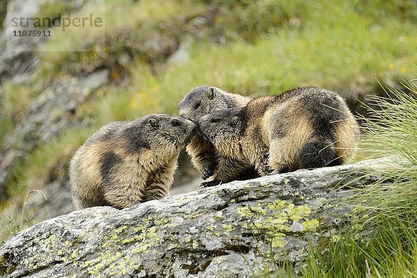 Alpenmurmeltiere  Murmeltier (Marmota marmota) auf Felsen  Nationalpark Hohe Tauern  Österreich  Europa