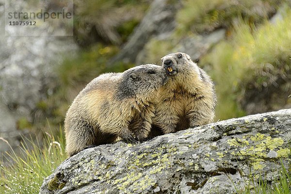 Zwei Alpenmurmeltiere  Murmeltier (Marmota marmota) auf Felsen  Nationalpark Hohe Tauern  Österreich  Europa