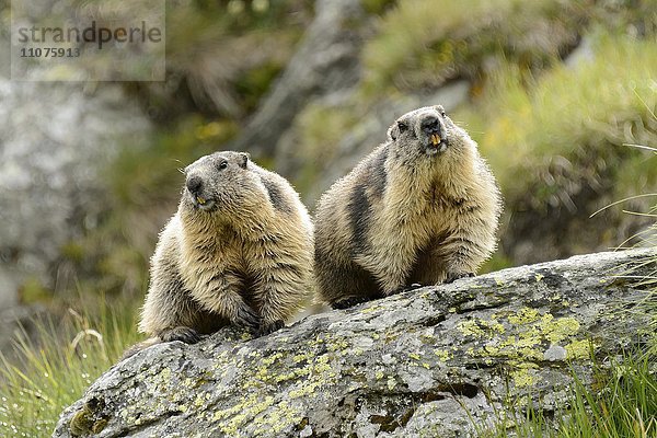 Zwei Alpenmurmeltiere  Murmeltier (Marmota marmota) auf Felsen  Nationalpark Hohe Tauern  Österreich  Europa