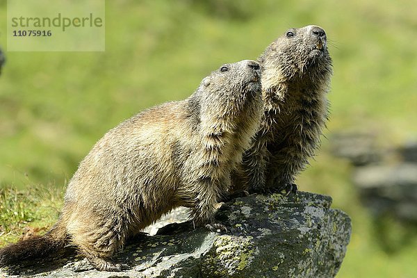 Murmeltier (Marmoto marmota)  Nationalpark Hohe Tauern  Grossglocknerhochalpenstrasse  Österreich  Europa