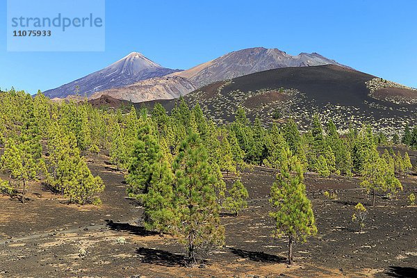 Vulkan Pico del Teide und Pico Viejo  Teide Nationalpark  Kanarische Inseln  Teneriffa  Spanien  Europa