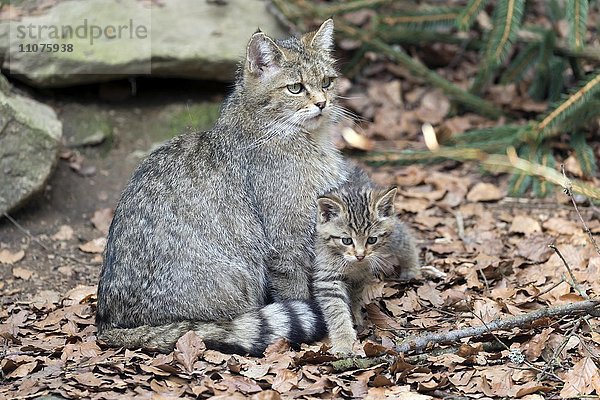 Wildkatzen (Felis silvestris)  Muttertier mit Jungtier  captive  Bayern  Deutschland  Europa