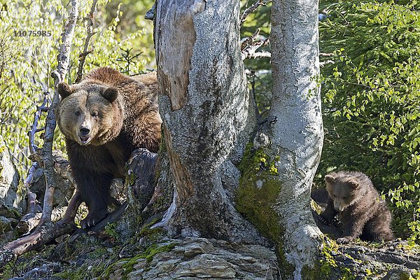 Braunbären  (Ursus arctos)  Muttertier mit Jungtier  captive  Nationalpark Bayerischer Wald  Bayern  Deutschland  Europa