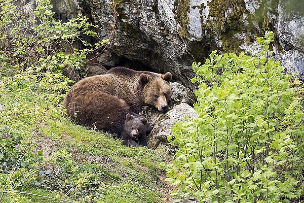 Braunbären  (Ursus arctos)  Muttertier mit Jungtier liegt vor Felsen  captive  Nationalpark Bayerischer Wald  Bayern  Deutschland  Europa