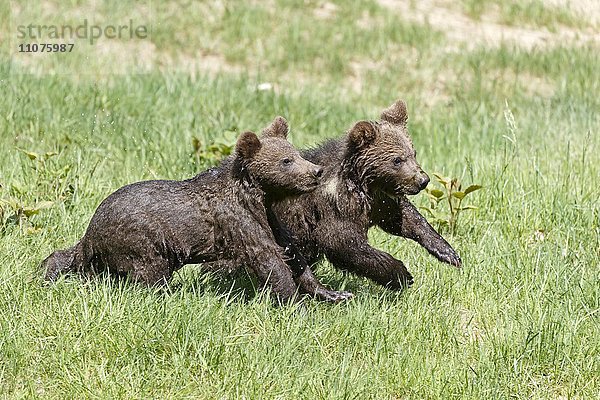 Junge Braunbären  (Ursus arctos) laufen über Wiese  captive  Nationalpark Bayerischer Wald  Bayern  Deutschland  Europa