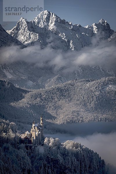 Schloss Neuschwanstein vor verschneiten Bergen  Allgäuer Alpen  Füssen  Allgäu  Bayern  Deutschland  Europa