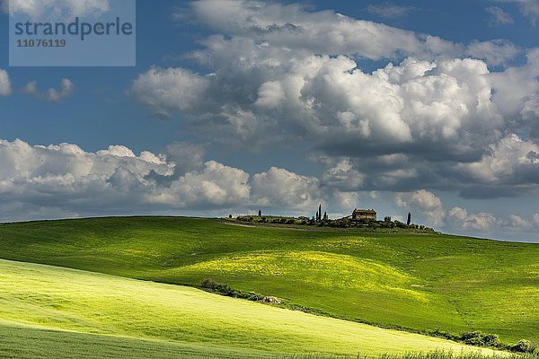 Toskanische Landschaft mit Gehöft auf Hügel mit Raps und Kornfeldern  San Quirico d'Orcia  Val d'Orcia  Toskana  Italien  Europa