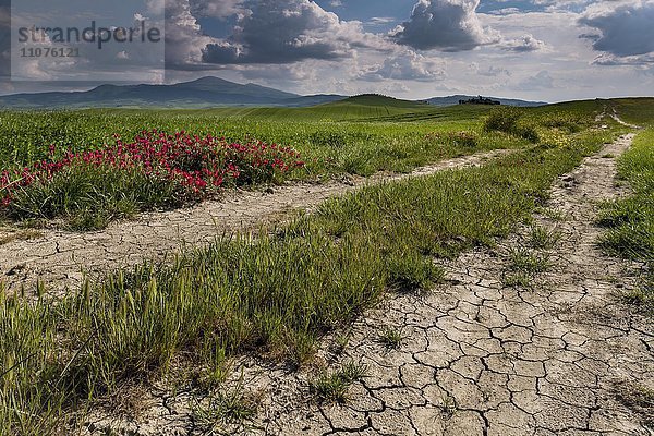 Toskanische Landschaft  Weg  rissiger Boden  San Quirico d'Orcia  Val d'Orcia  Toskana  Italien  Europa