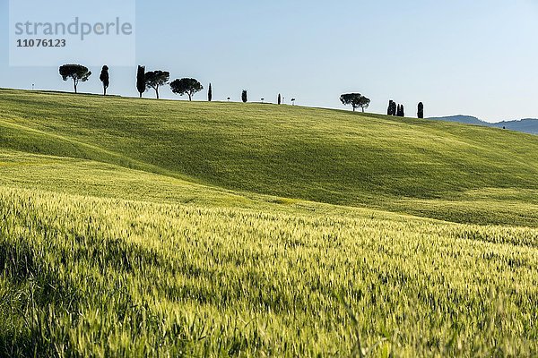 Toskanische Landschaft mit Baumgruppe auf Hügel und Kornfeldern  San Quirico d'Orcia  Val d'Orcia  Toskana  Italien  Europa