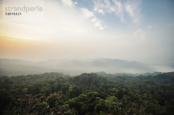 Tropischer Urwald  Sonnenaufgang in den Bergen bei Munnar  Kerala  Südindien  Indien  Asien