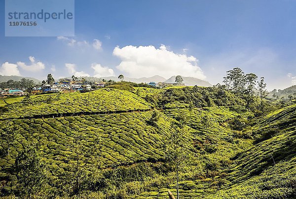 Teeplantagen in den Bergen bei Munnar  Kerala  Südindien  Indien  Asien