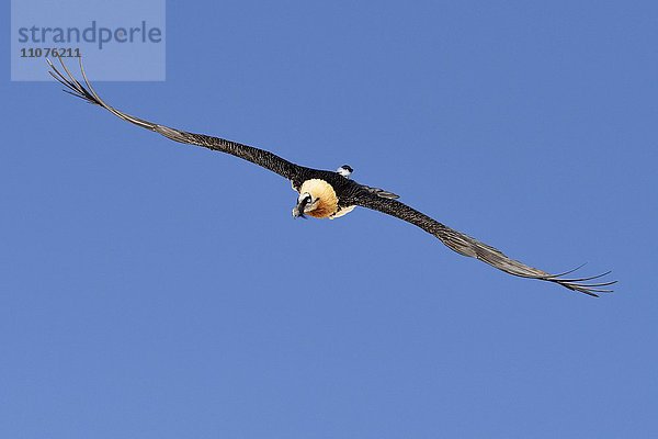 Bartgeier  Lämmergeier (Gypaetus barbatus) im Gleitflug  Wallis  Schweiz  Europa