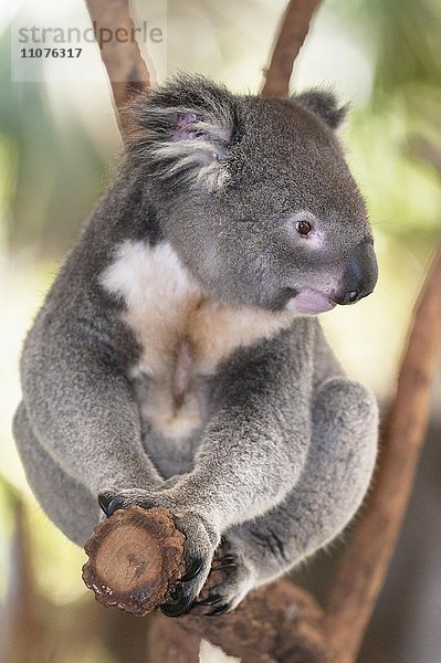 Koala (Phascolarctos Cinereous) sitzt auf Ast eines Eukalyptusbaumes  Brisbane  Queensland  Australien  Ozeanien