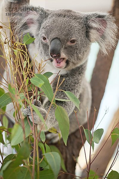 Koala (Phascolarctos Cinereous) frisst Blätter  Lone Pine Koala Sanctuary  Brisbane  Queensland  Australien  Ozeanien