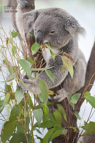 Koala (Phascolarctos Cinereous) frisst Blätter  Lone Pine Koala Sanctuary  Brisbane  Queensland  Australien  Ozeanien
