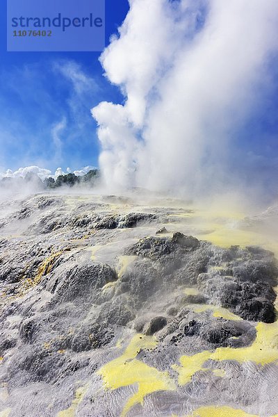 Pohutu Geysir und Prince of Wales Feathers Geysir  Te Puia  Whakarewarewa Thermal Valley  Rotorua  Neuseeland  Ozeanien