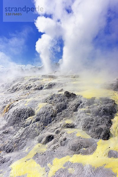 Pohutu Geysir und Prince of Wales Feathers Geysir  Te Puia  Whakarewarewa Thermal Valley  Rotorua  Neuseeland  Ozeanien