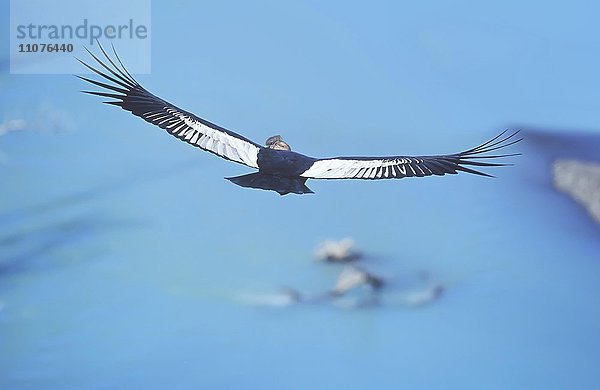 Andenkondor (Vultur gryphus) im Flug  Nationalpark Torres del Paine  Patagonien  Chile  Südamerika